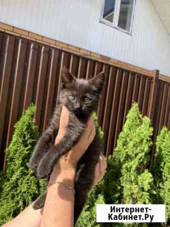 Животные кошки Домодедово