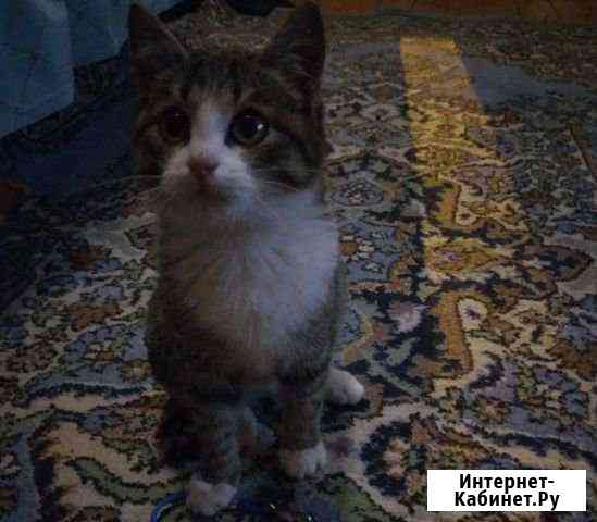 Котёнок в добрые руки Октябрьский