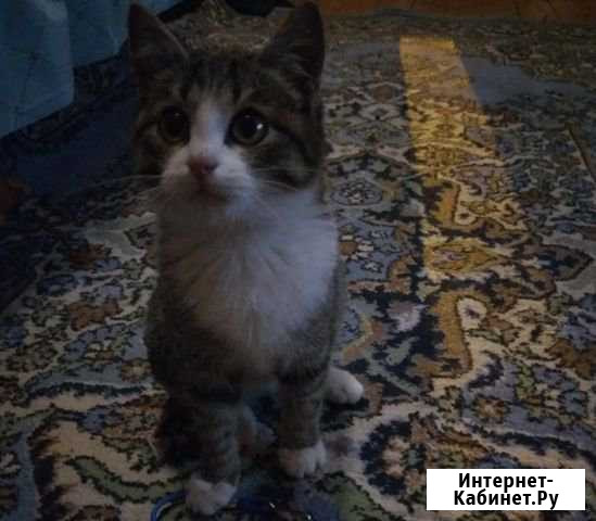 Котёнок в добрые руки Октябрьский - изображение 1