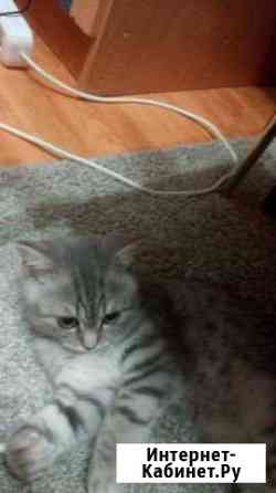 Ищем кота для вязки Санкт-Петербург