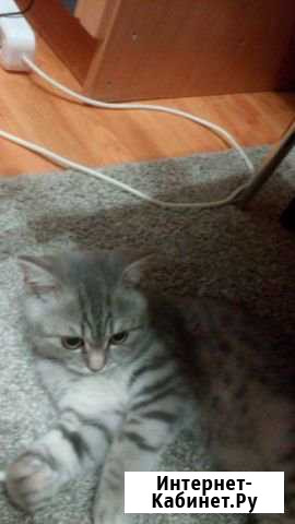 Ищем кота для вязки Санкт-Петербург - изображение 1