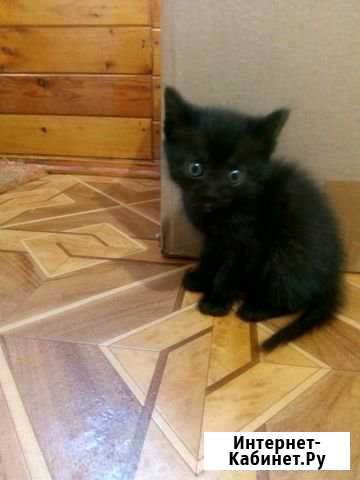 Котятки Канск - изображение 1