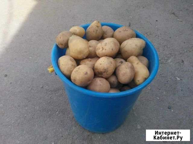 Картошка Десногорск - изображение 1