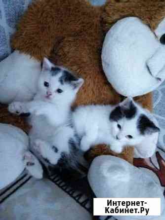 Отдам котик кошка Михайловка