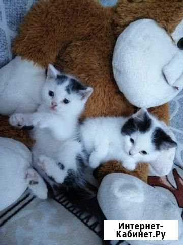 Отдам котик кошка Михайловка - изображение 1