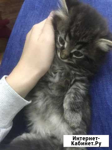 Котята Егорьевск - изображение 1