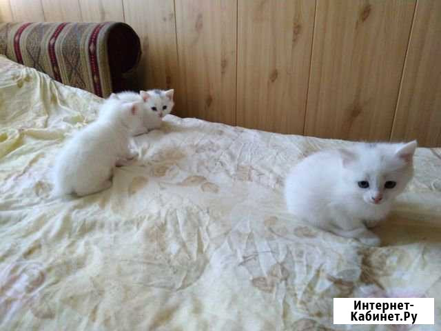 Красивые котята Свердлова - изображение 1