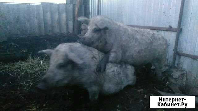 Венгерская мангалица Черницыно - изображение 1