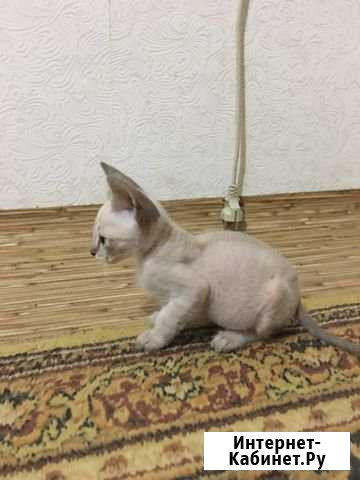 Котята Курганинск - изображение 1