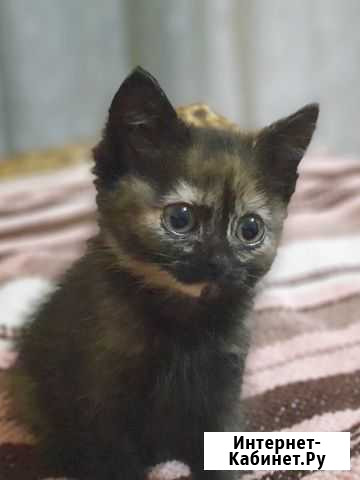 Котенок, девочка, 4,5 мес в хорошие руки Троицк - изображение 1