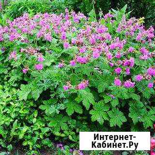 Цветы многолетники и комнатные Каневская