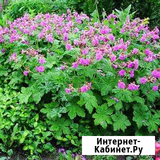 Цветы многолетники и комнатные Каневская - изображение 1