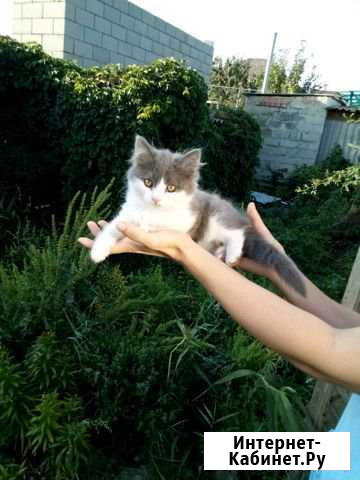 Котята Михайловка - изображение 1
