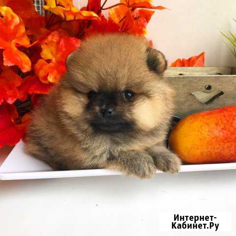 Шпиц Комсомольск-на-Амуре - изображение 1