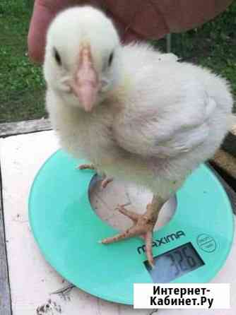 Мясо бройлерных кур, уток Хабаровск