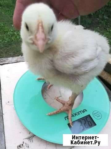 Мясо бройлерных кур, уток Хабаровск - изображение 1