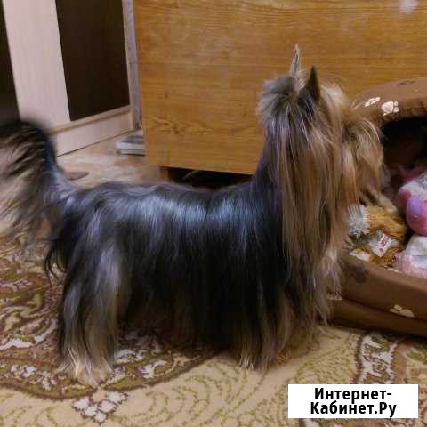 Вязка Благовещенск - изображение 1