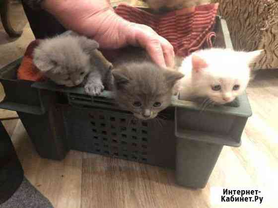 Котята Нижнекамск
