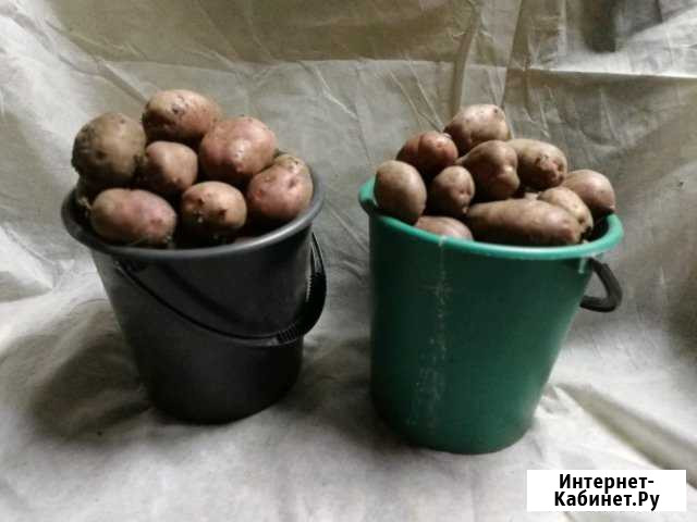 Продам картошку Альметьевск - изображение 1