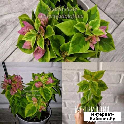 Бугенвиллия Самара - изображение 1