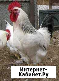 Продам петухов породы Адлер Благовещенск - изображение 1