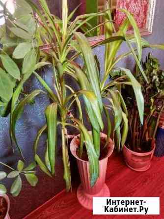 Растения Оренбург