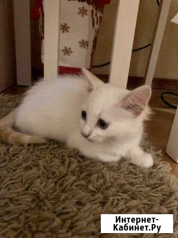Котенок-девочка Троицк - изображение 1