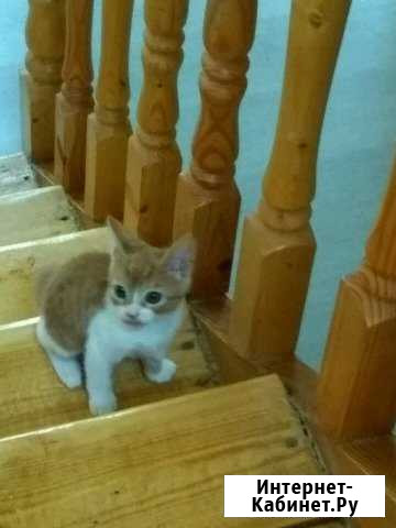 Отдам котят Иваново - изображение 1
