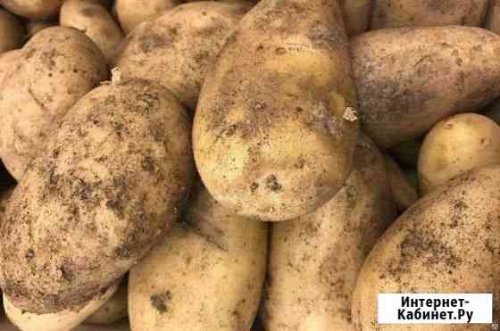 Продам картофель.Доставка Бийск