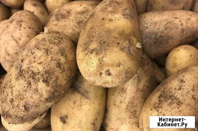 Продам картофель.Доставка Бийск - изображение 1