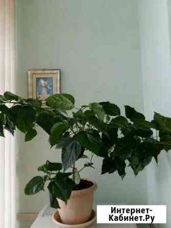 Роза Набережные Челны