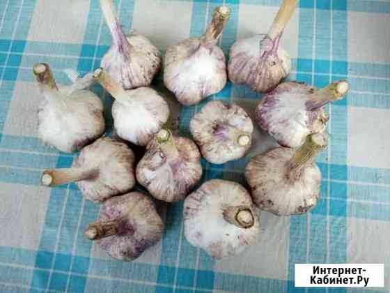 Чеснок Киров