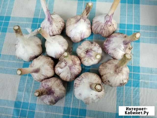 Чеснок Киров - изображение 1