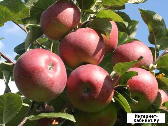 Продажа яблок и груш Курчатов - изображение 1