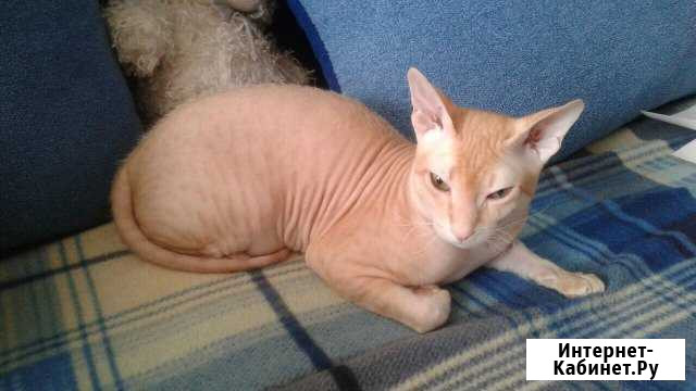 Вязка Оренбург - изображение 1