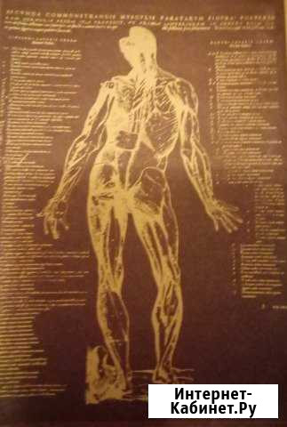 Анатомия человека Краев А.В. издание 1978 года Благовещенск - изображение 1