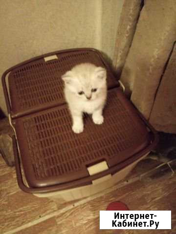 Котята Воскресенск - изображение 1