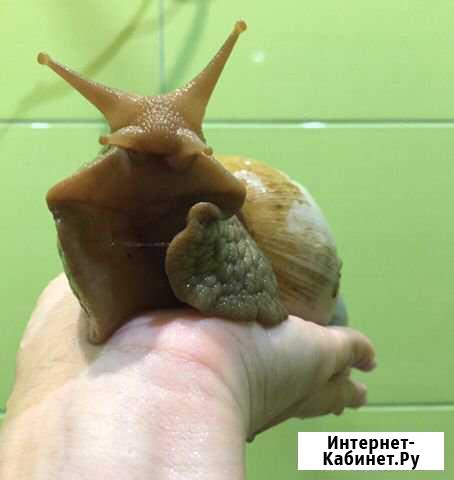 Ахатина улитка Калининград - изображение 1