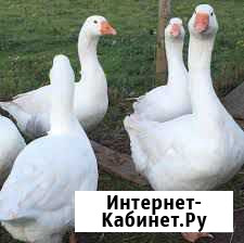 Гуси домашние, очень вкусные, живьём или тушкой Севастополь - изображение 1