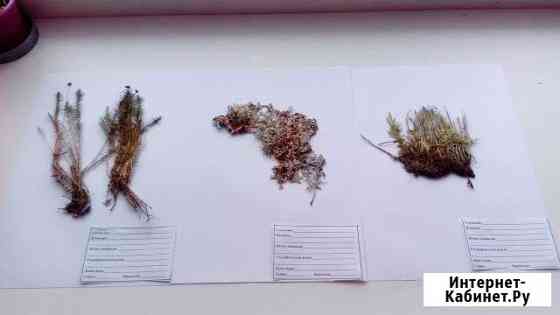 Гербарии Мхи Лишайники Хвощи Папоротники Екатеринбург