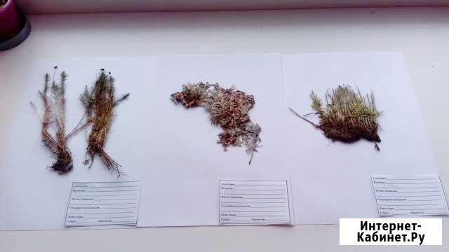 Гербарии Мхи Лишайники Хвощи Папоротники Екатеринбург - изображение 1
