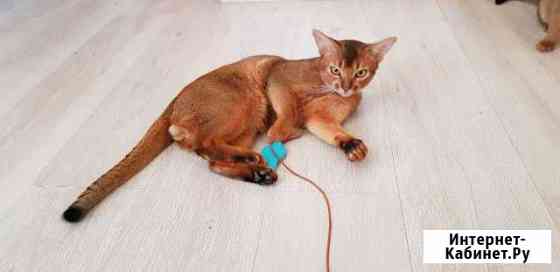 Вязка с абиссинским котом Санкт-Петербург