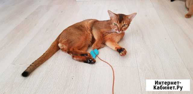 Вязка с абиссинским котом Санкт-Петербург - изображение 1