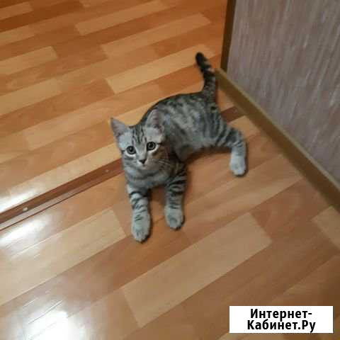 Отдам котенка Топки - изображение 1