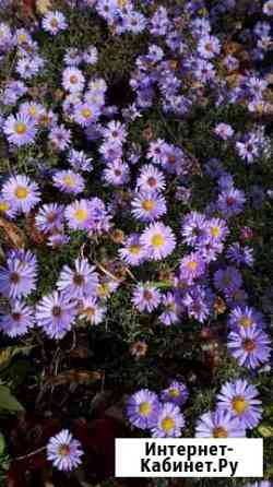 Астра осенняя Тула