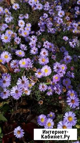 Астра осенняя Тула - изображение 1