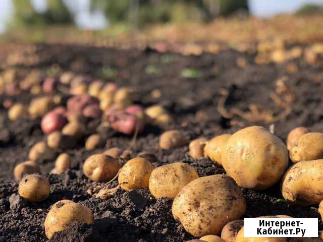 Картофель домашний деревенский Пенза - изображение 1