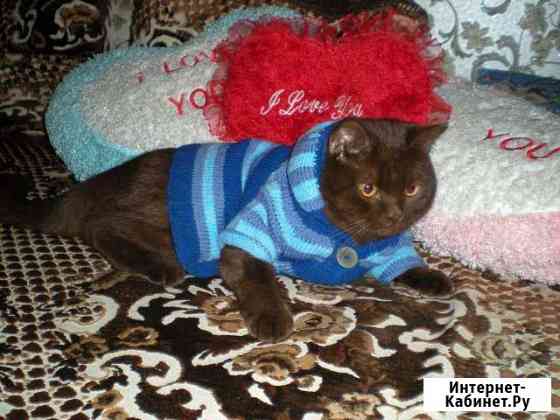 Кофточка для кота Клинцы