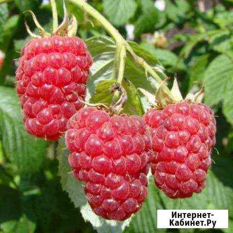 Саженцы малины Липецк