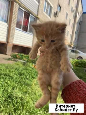 Котята Солнечный - изображение 1
